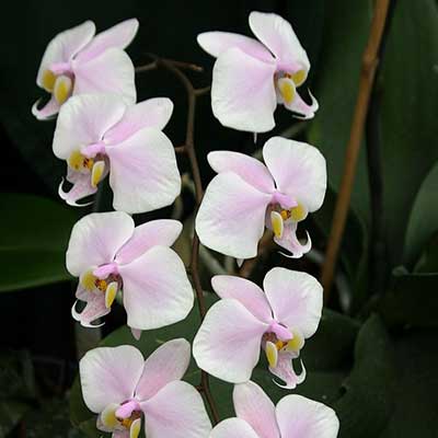 Flor Phalaenopsis