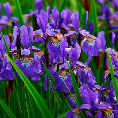 Flor de iris